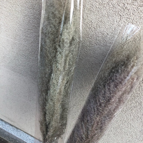 Pampas - Picture 2 of 2